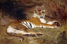 A Reclining Tiger, 1904 (Oil on Canvas)-Gustave Surand-Laminated Giclee Print