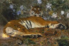 A Reclining Tiger, 1904 (Oil on Canvas)-Gustave Surand-Laminated Giclee Print