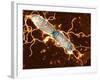 Gut Bacterium Reproducing, TEM-Hazel Appleton-Framed Photographic Print