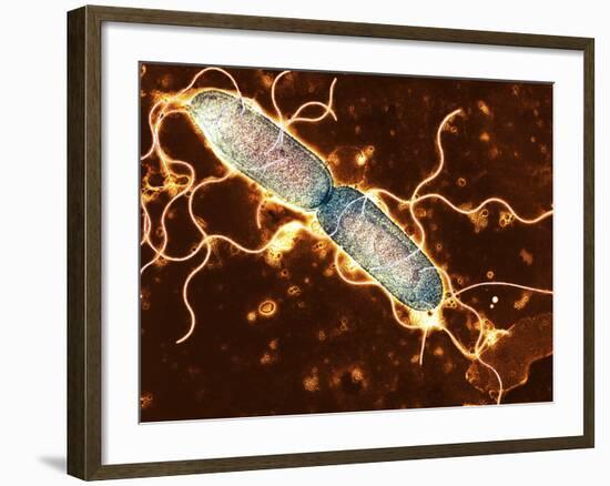 Gut Bacterium Reproducing, TEM-Hazel Appleton-Framed Photographic Print