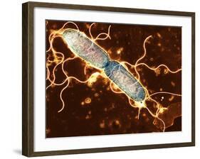 Gut Bacterium Reproducing, TEM-Hazel Appleton-Framed Photographic Print