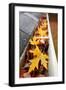 Gutter Full of Leaves-soupstock-Framed Photographic Print