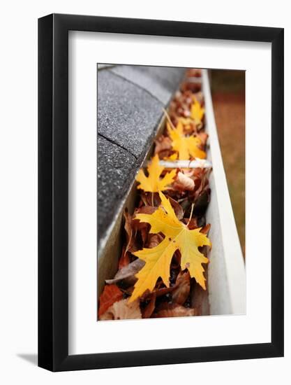 Gutter Full of Leaves-soupstock-Framed Photographic Print