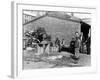 Gutting Fish Outside a Warehouse in Whitby, North Yorkshire, 1959-null-Framed Photographic Print