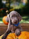 Weimaraner Puppy Climbing onto Pumpkin-Guy Cali-Framed Photographic Print