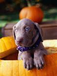 Weimaraner Puppy Climbing onto Pumpkin-Guy Cali-Photographic Print