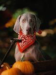 Weimaraner Puppy Climbing onto Pumpkin-Guy Cali-Framed Photographic Print