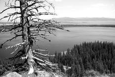 Usa, Wyoming, Grand Teton Np, Jenny Lake, Dead Tree (B&W)-Guy Crittenden-Framed Stretched Canvas