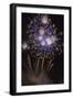 Guy Fawkes day-Giuseppe Torre-Framed Photographic Print