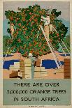 Orange Trees in South Africa, from the Series 'Summer's Oranges from South Africa'-Guy Kortright-Framed Stretched Canvas