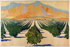 South African Orange Orchards, from the Series 'Summer's Oranges from South Africa'-Guy Kortright-Stretched Canvas