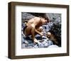 Guy Madison-null-Framed Photo