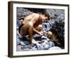 Guy Madison-null-Framed Photo