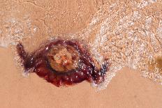 Jellyfish on Shore-gvictoria-Photographic Print