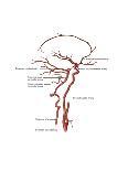 Arteries Found in the Head, Illustration-Gwen Shockey-Art Print
