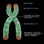 Chromosome Structure, Illustration-Gwen Shockey-Giclee Print