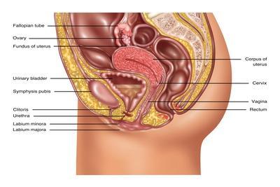Female Reproductive Anatomy, Illustration