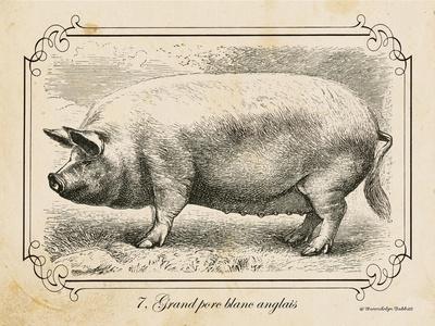 Pigs (Vintage Art) Posters & Wall Art Prints | AllPosters.com