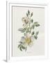 Gramercy White