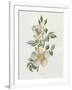 Gramercy White