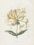 Laminate