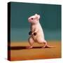 Gym Rat Dumbbell Lunge-Lucia Heffernan-Stretched Canvas