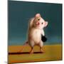 Gym Rat Standing Oblique Crunch-Lucia Heffernan-Mounted Art Print