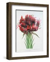 Gymea Lily, 1826-null-Framed Giclee Print