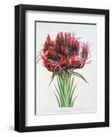 Gymea Lily, 1826-null-Framed Giclee Print