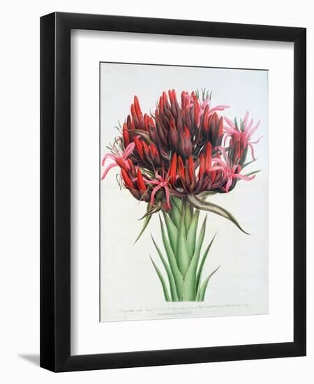 Gymea Lily, 1826-null-Framed Giclee Print