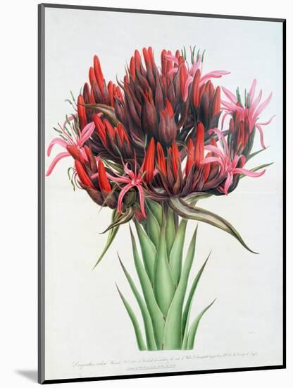Gymea Lily, 1826-null-Mounted Giclee Print