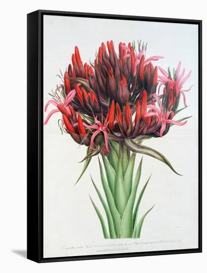 Gymea Lily, 1826-null-Framed Stretched Canvas