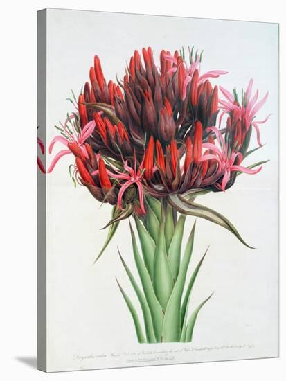 Gymea Lily, 1826-null-Stretched Canvas