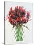 Gymea Lily, 1826-null-Stretched Canvas