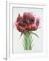 Gymea Lily, 1826-null-Framed Giclee Print