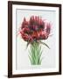 Gymea Lily, 1826-null-Framed Giclee Print