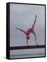 Gymnast Cathy Rigby, Long Beach, California-John Dominis-Framed Stretched Canvas