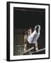 Gymnast on the Parallel Bars-null-Framed Photographic Print