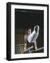Gymnast on the Parallel Bars-null-Framed Photographic Print