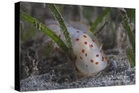 Gymnodoris Ceylonica Nudibranch, Beqa Lagoon Fiji-Stocktrek Images-Stretched Canvas