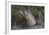 Gymnodoris Ceylonica Nudibranch, Beqa Lagoon Fiji-Stocktrek Images-Framed Photographic Print