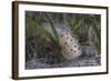 Gymnodoris Ceylonica Nudibranch, Beqa Lagoon Fiji-Stocktrek Images-Framed Photographic Print