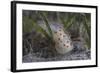 Gymnodoris Ceylonica Nudibranch, Beqa Lagoon Fiji-Stocktrek Images-Framed Photographic Print