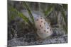 Gymnodoris Ceylonica Nudibranch, Beqa Lagoon Fiji-Stocktrek Images-Mounted Photographic Print
