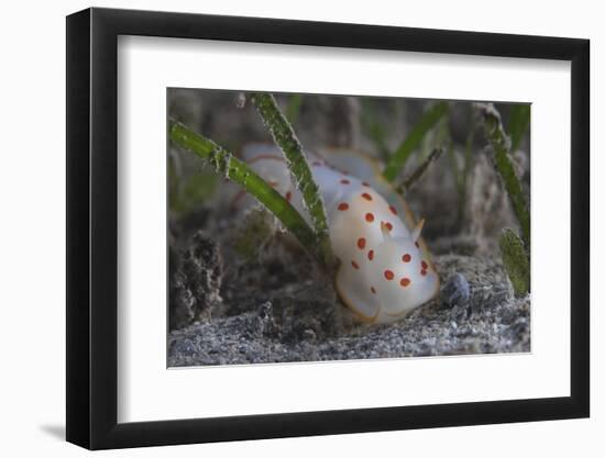 Gymnodoris Ceylonica Nudibranch, Beqa Lagoon Fiji-Stocktrek Images-Framed Photographic Print