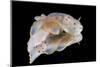 Gymnodoris Ceylonica Nudibranch on Black Background-Stocktrek Images-Mounted Photographic Print