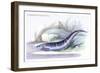 Gymnotus Fasciatus-Robert Hermann Schomburgk-Framed Premium Giclee Print