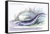 Gymnotus Fasciatus-Robert Hermann Schomburgk-Framed Stretched Canvas