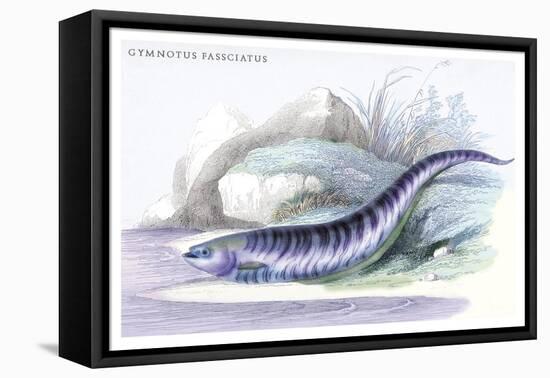 Gymnotus Fasciatus-Robert Hermann Schomburgk-Framed Stretched Canvas