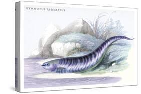 Gymnotus Fasciatus-Robert Hermann Schomburgk-Stretched Canvas